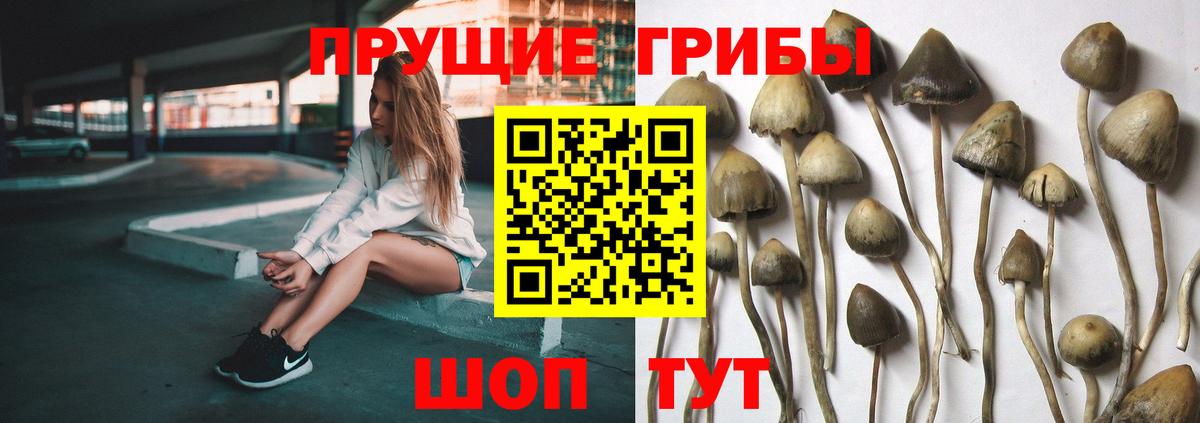 магазин продажи   Галлюциногенные грибы прущие грибы  Вход с VPN  Владикавказ  Галлюциногенные грибы Cubensis 
